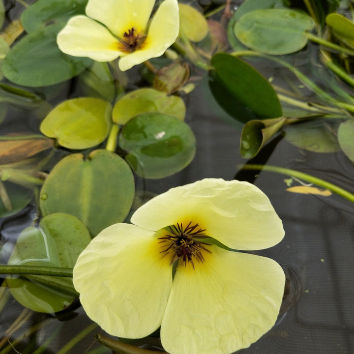 Water Poppy (Hydrocleys nymphoides)