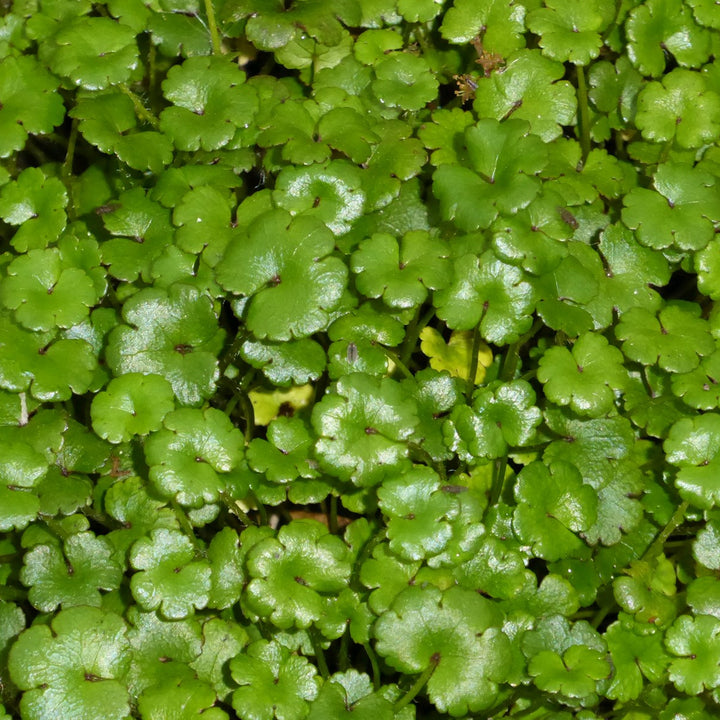 Miniature Pennywort (Hydrocotyle novae-zelandiae)