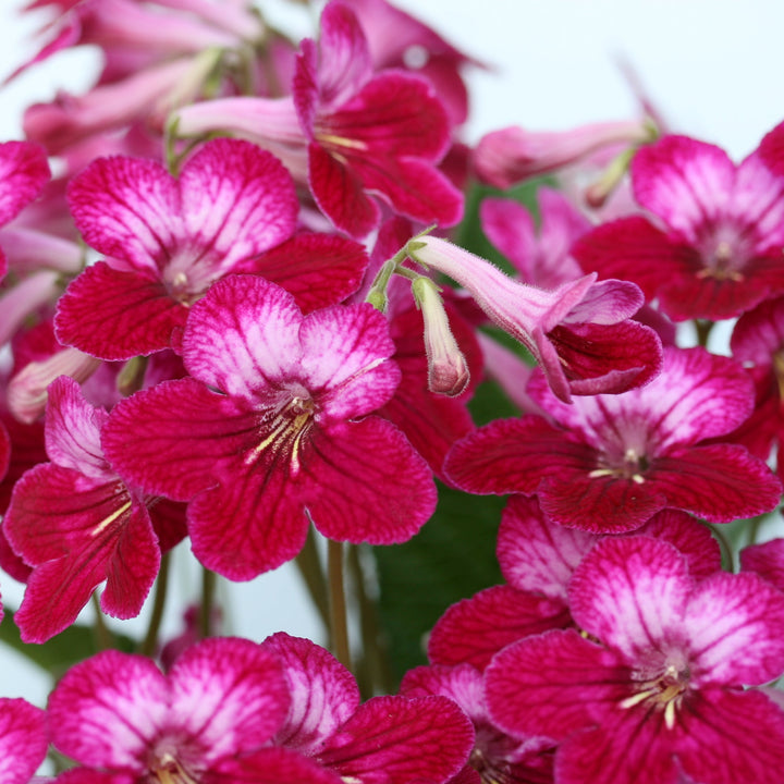 Streptocarpus 'Hope' - Cape Primrose
