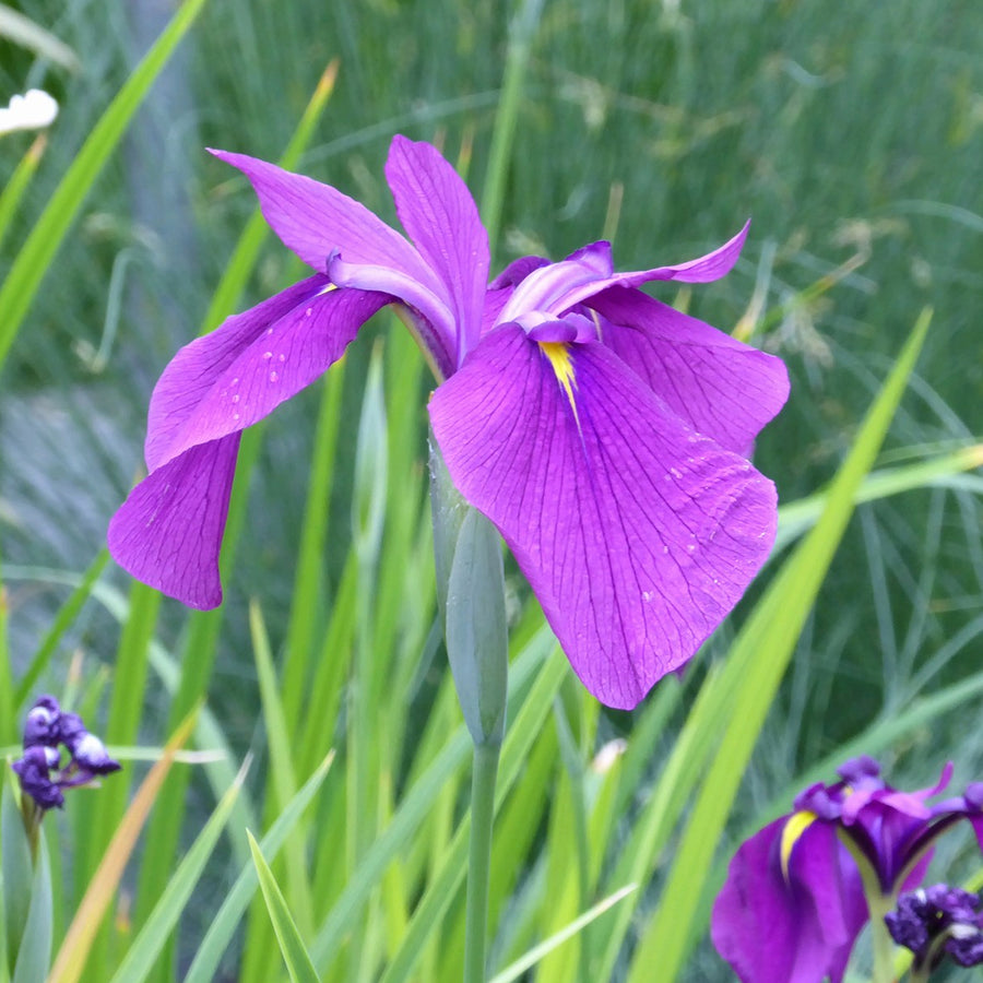 Japanese Clematis Iris (Iris ensata)