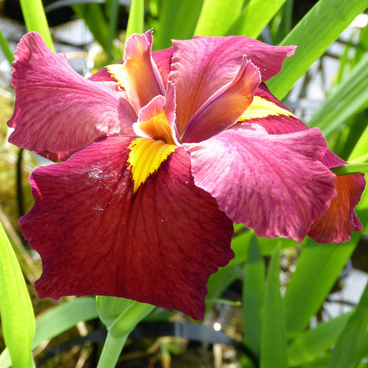 Iris louisiana 'Ann Chowning'