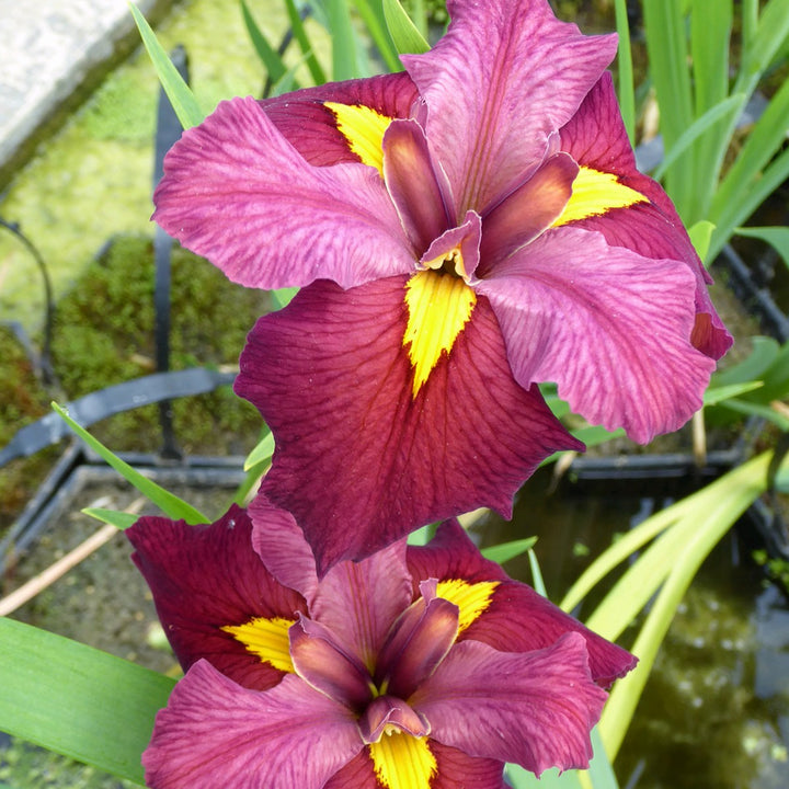 Iris louisiana 'Ann Chowning'