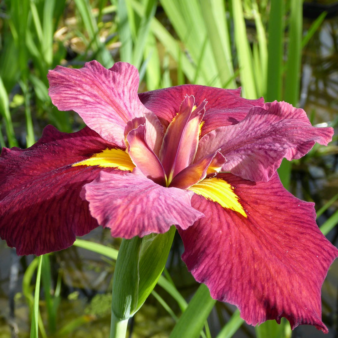 Iris louisiana 'Ann Chowning'