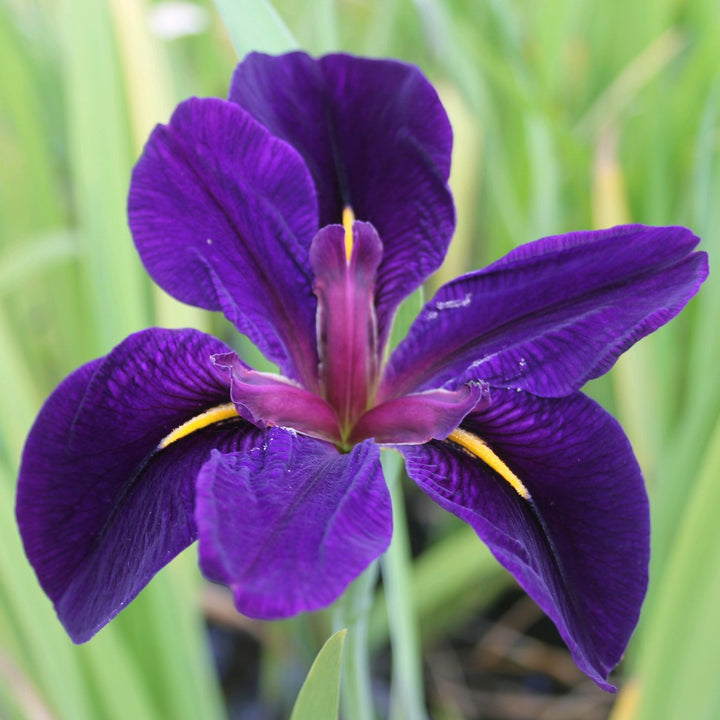 Iris louisiana 'Black Gamecock'