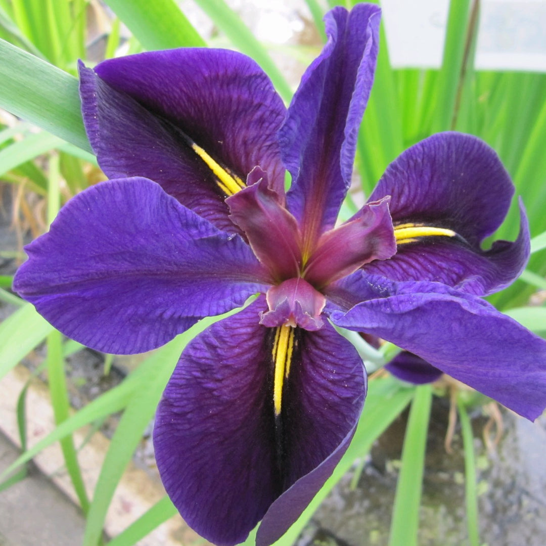 Iris louisiana 'Black Gamecock'