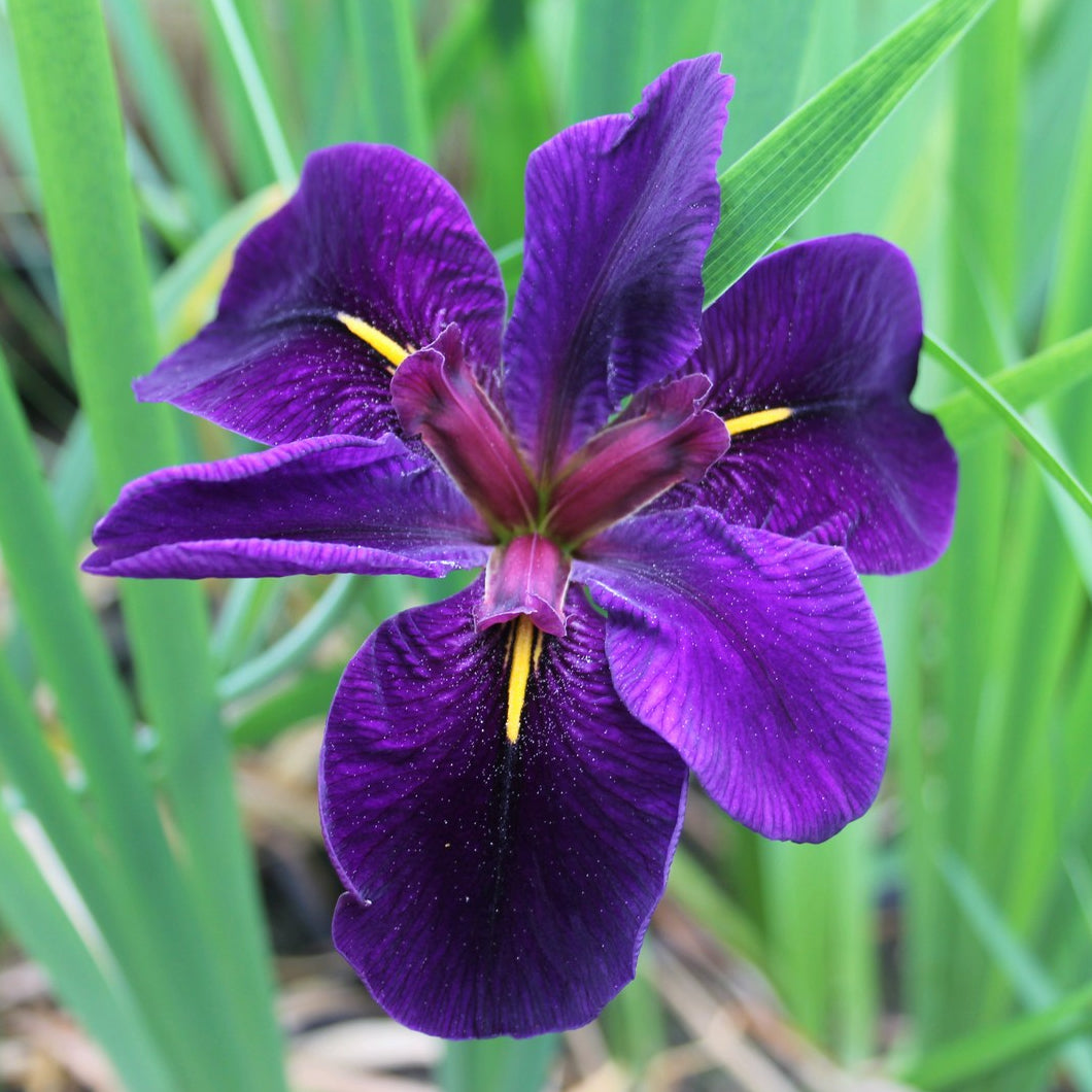 Iris louisiana 'Black Gamecock'