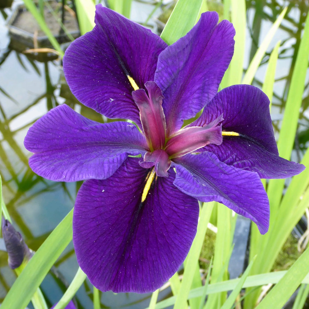 Iris louisiana 'Black Gamecock'