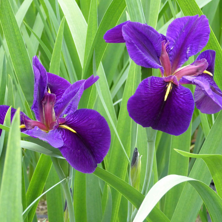 Iris louisiana 'Black Gamecock'