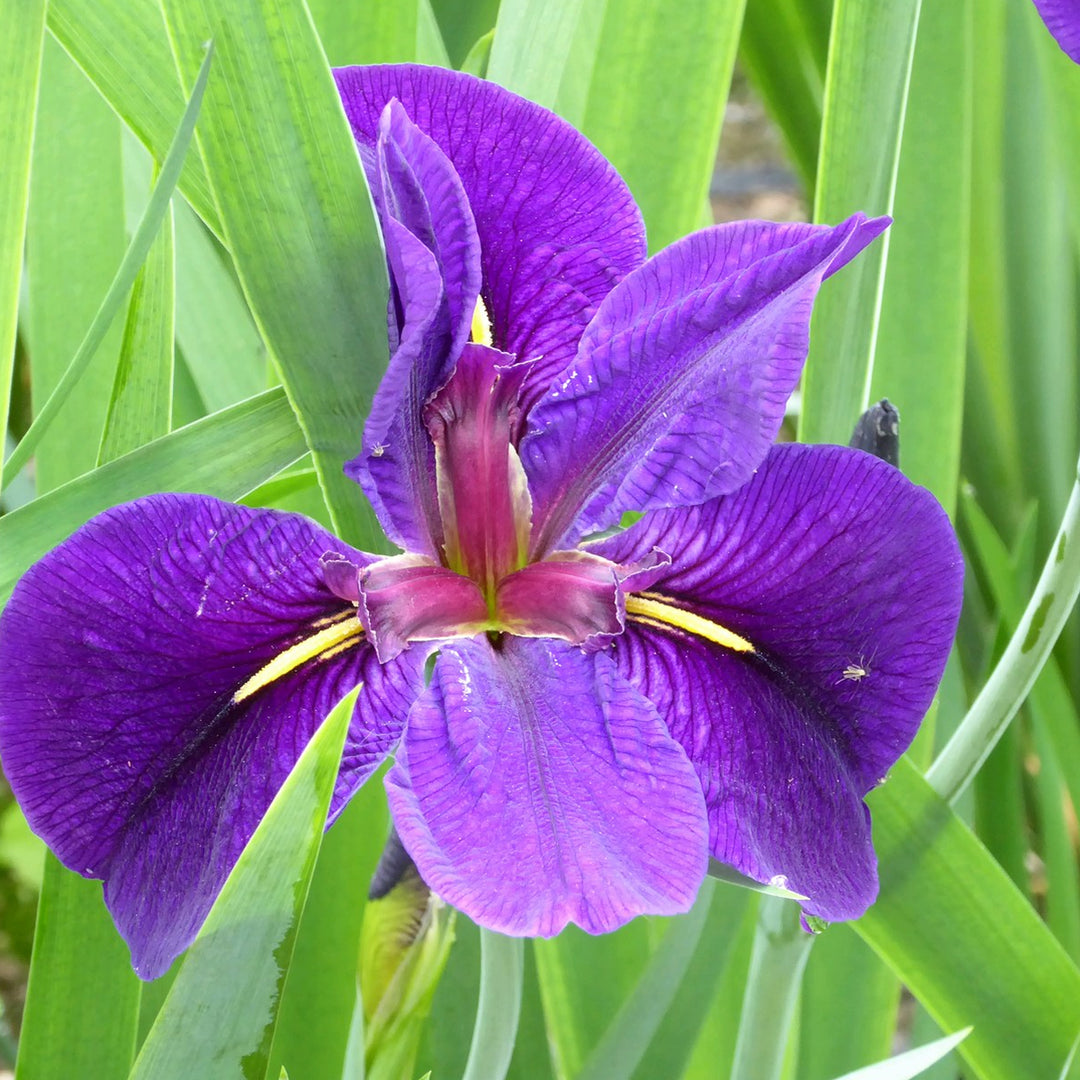 Iris louisiana 'Black Gamecock'