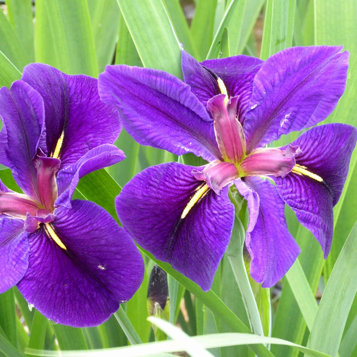 Iris louisiana 'Black Gamecock'