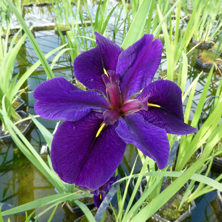 Iris louisiana 'Black Gamecock'