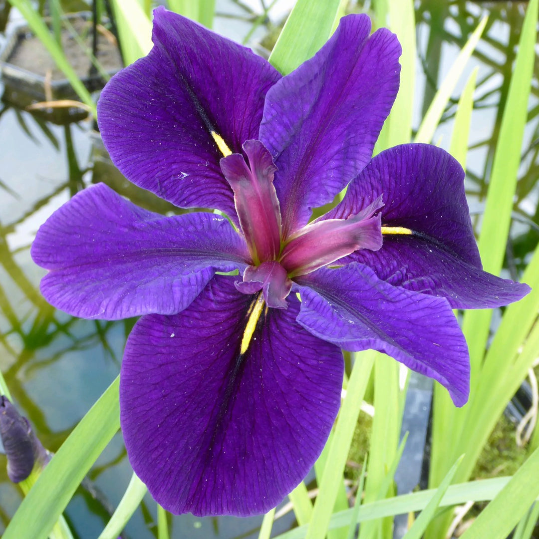 Iris louisiana 'Black Gamecock'