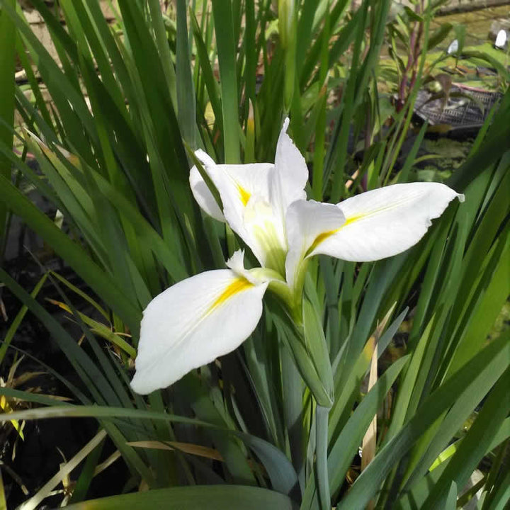 Iris louisiana 'Her Highness'