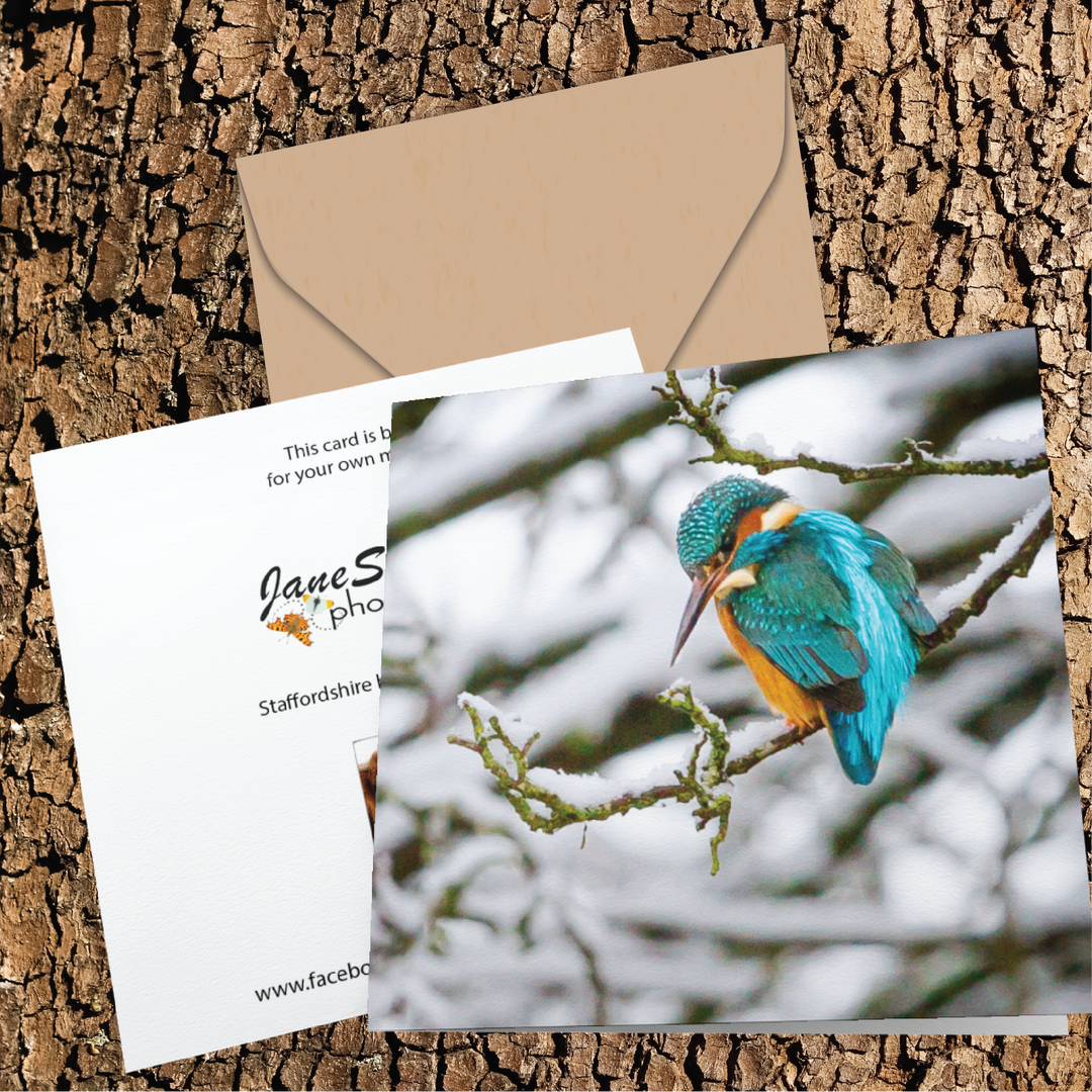 Kingfisher In The Snow Greeting Card
