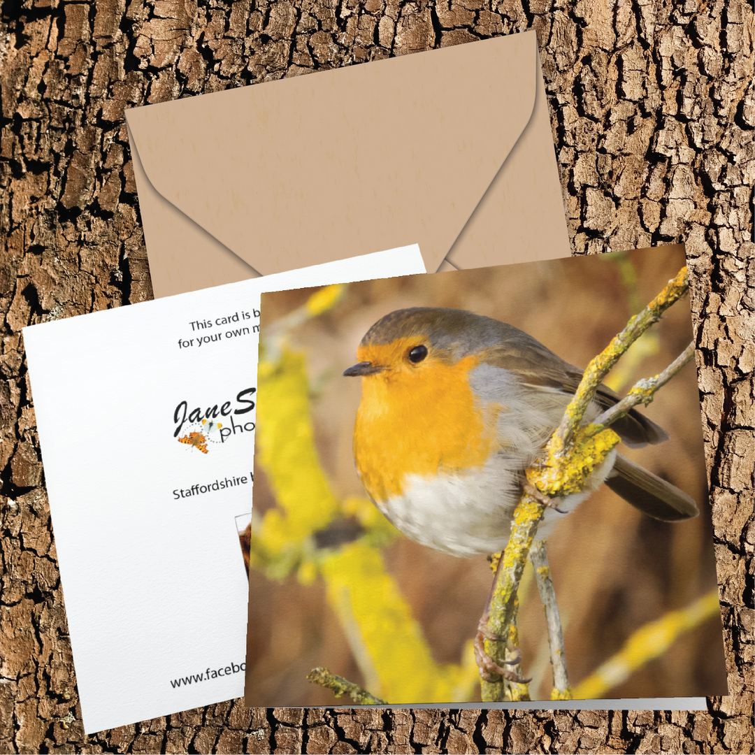 Robin On A Sunny Winter'S Day Greeting Card