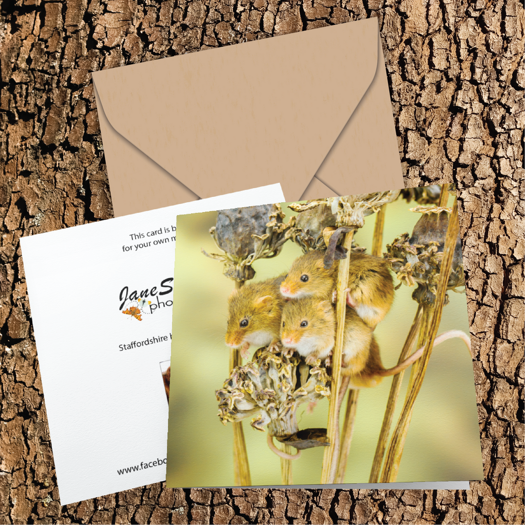 Playful Harvest Mice On Dried Poppy Seed Heads Greeting Card