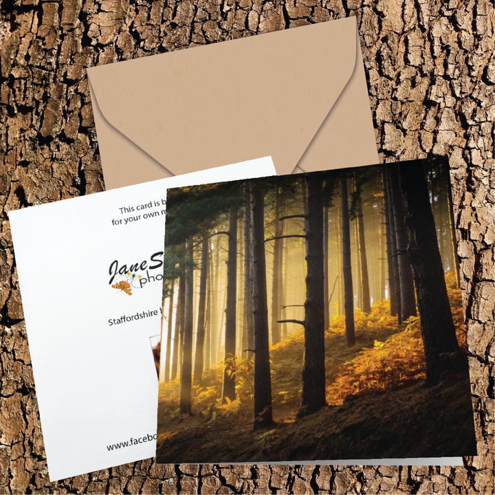 Evening Sunlight Beaming Through Woodland Greeting Card
