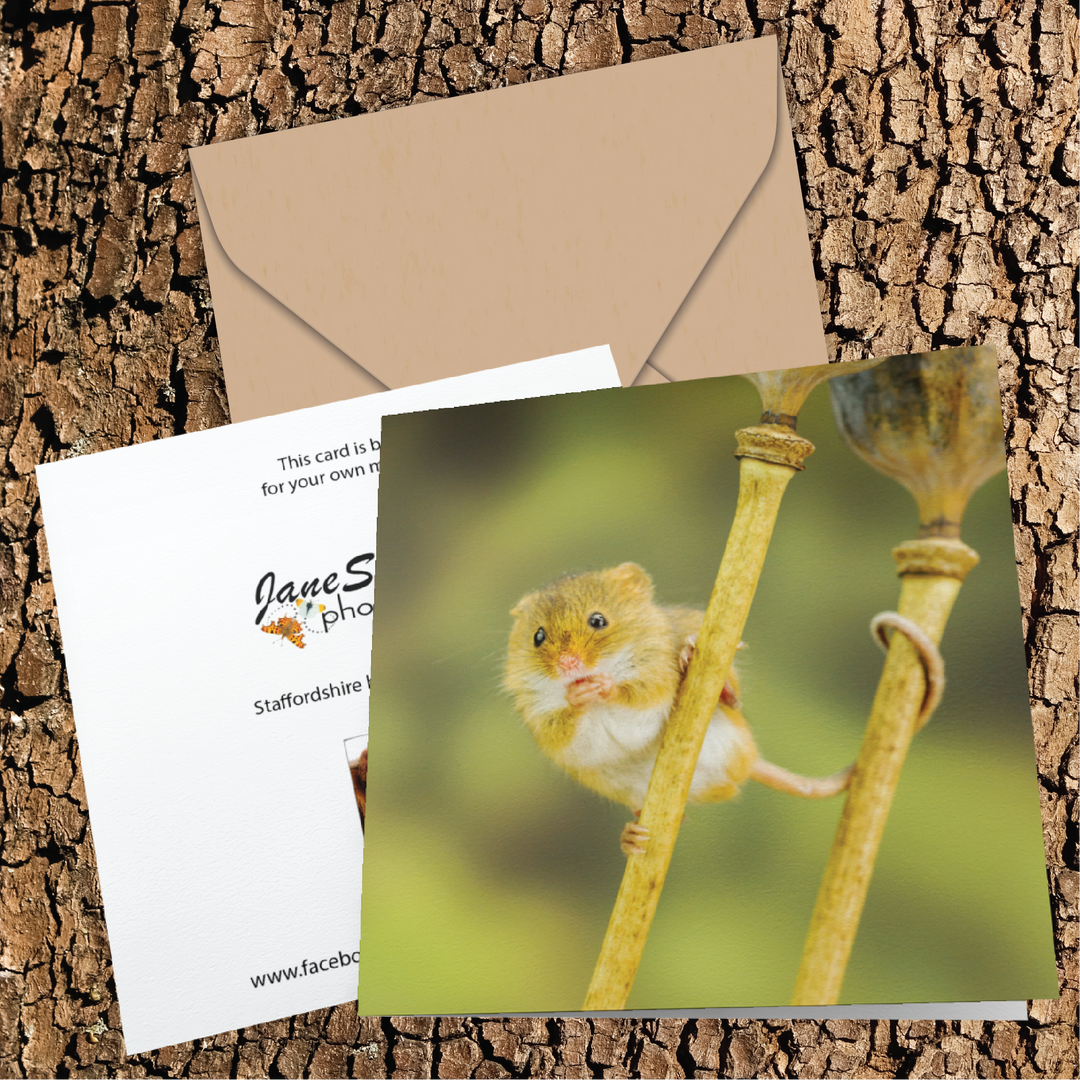 Harvest Mouse Taking A Snack Greeting Card