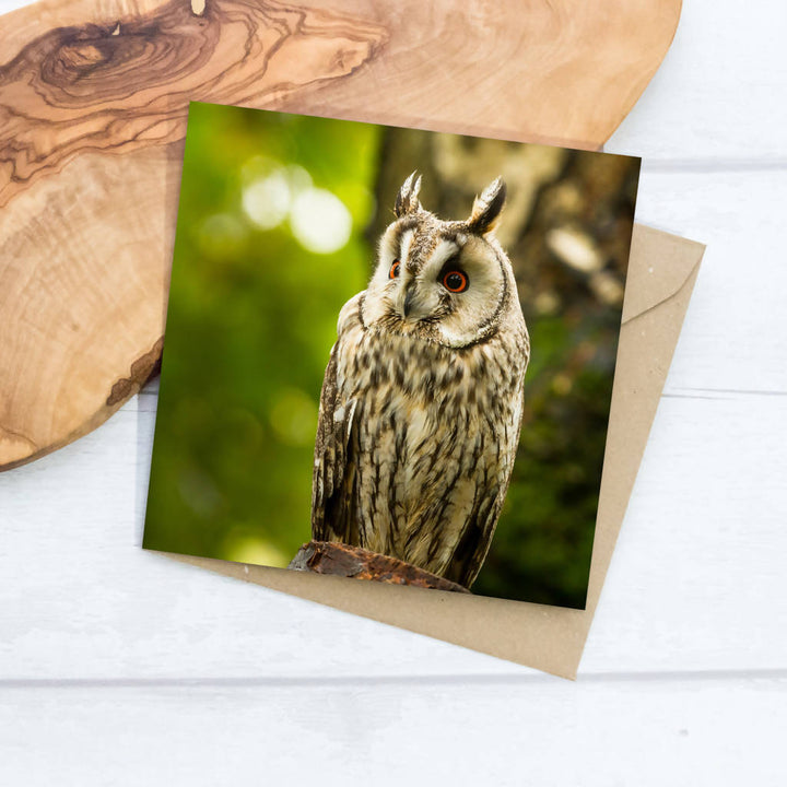 Long-Eared Owl Greeting Card