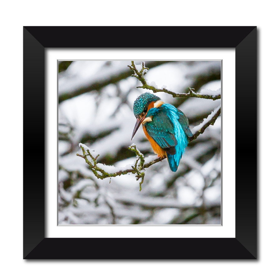 Kingfisher in the Snow 18" Framed Print