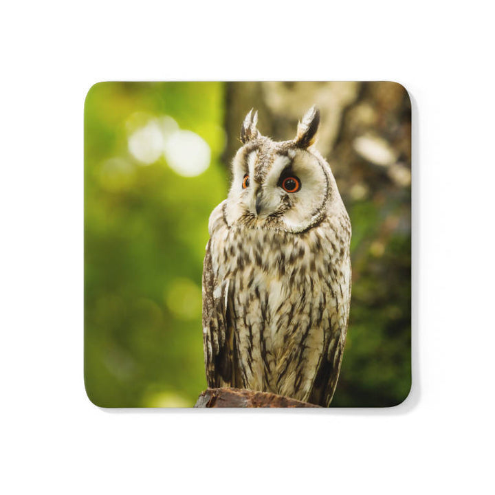 Long-eared Owl Coaster