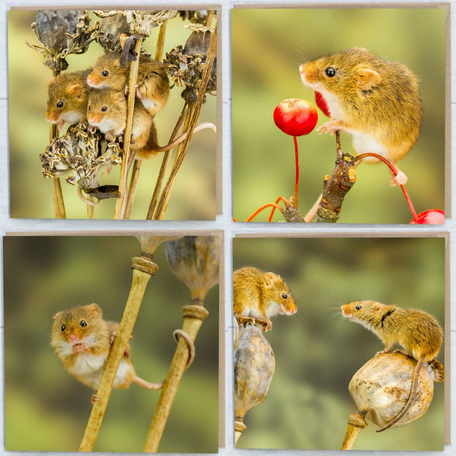 Harvest Mice Collection Greeting Cards Pack