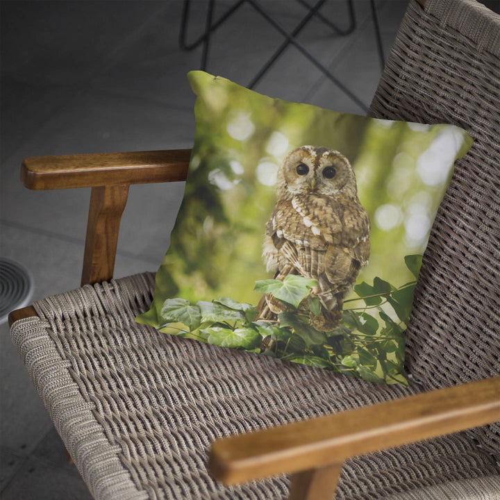 Tawny Owl In Staffordshire Woodland Cushion