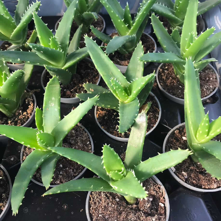 Short-Leaf Aloe (Aloe brevifolia)