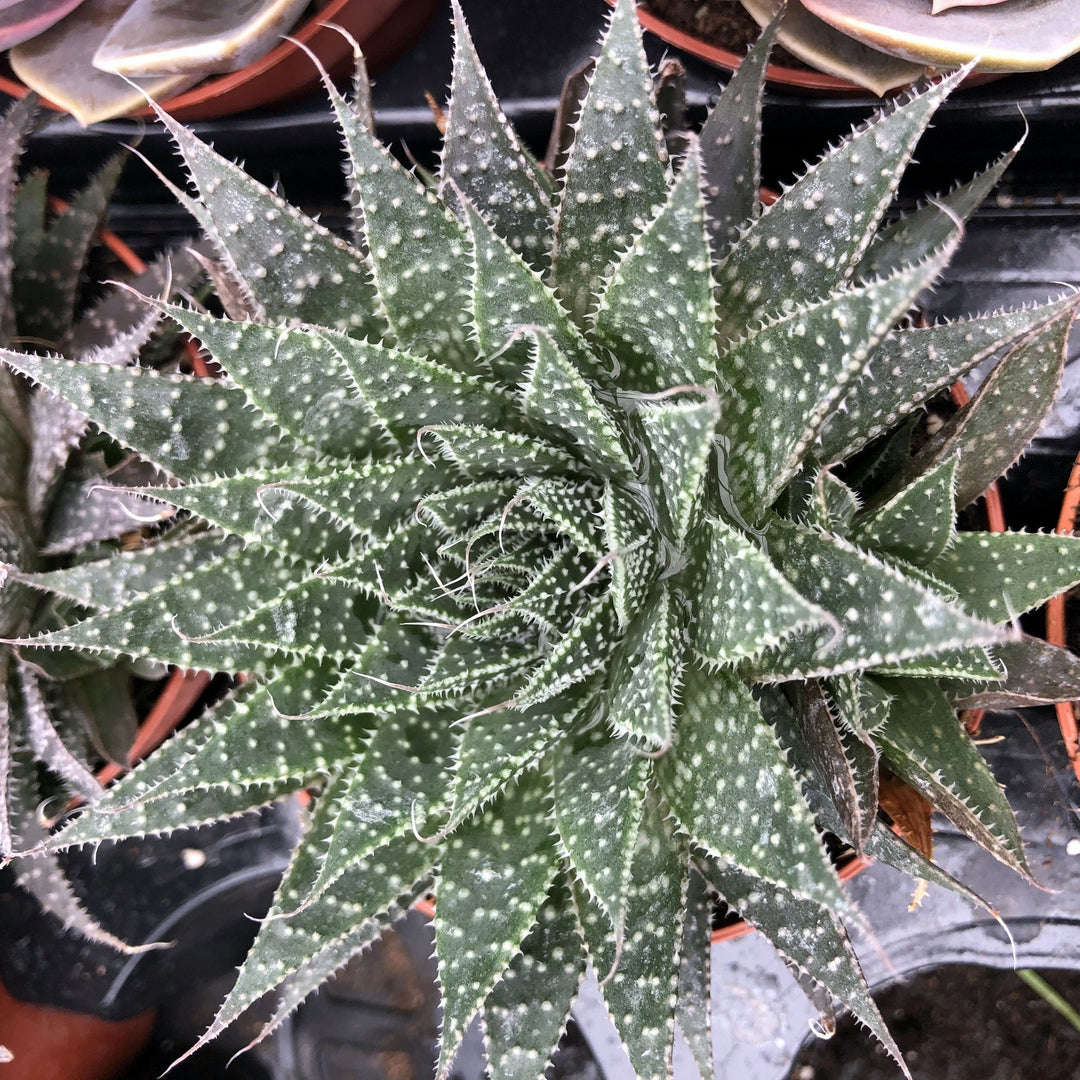 Lace Aloe (Aloe aristata)