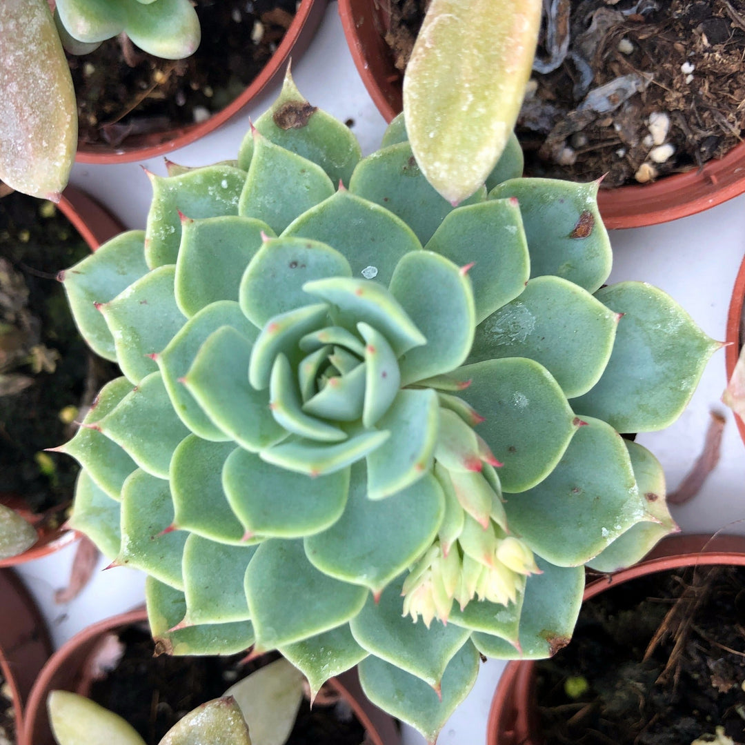 wax agave succulent care Echeveria agavoides (Molded Wax Agave)