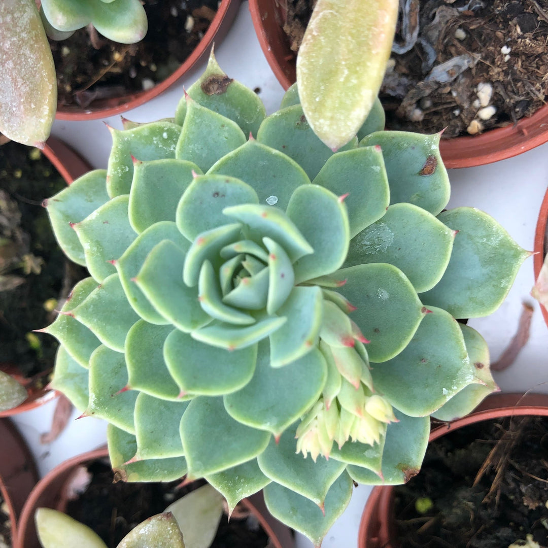 Molded Wax Agave (Echeveria agavoides)