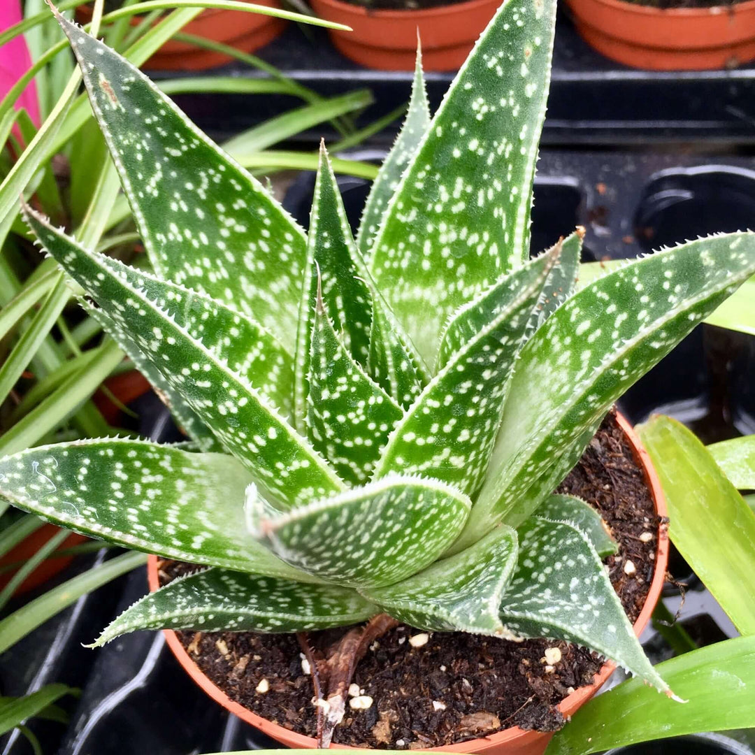 Aloe 'Tiki Tahi'