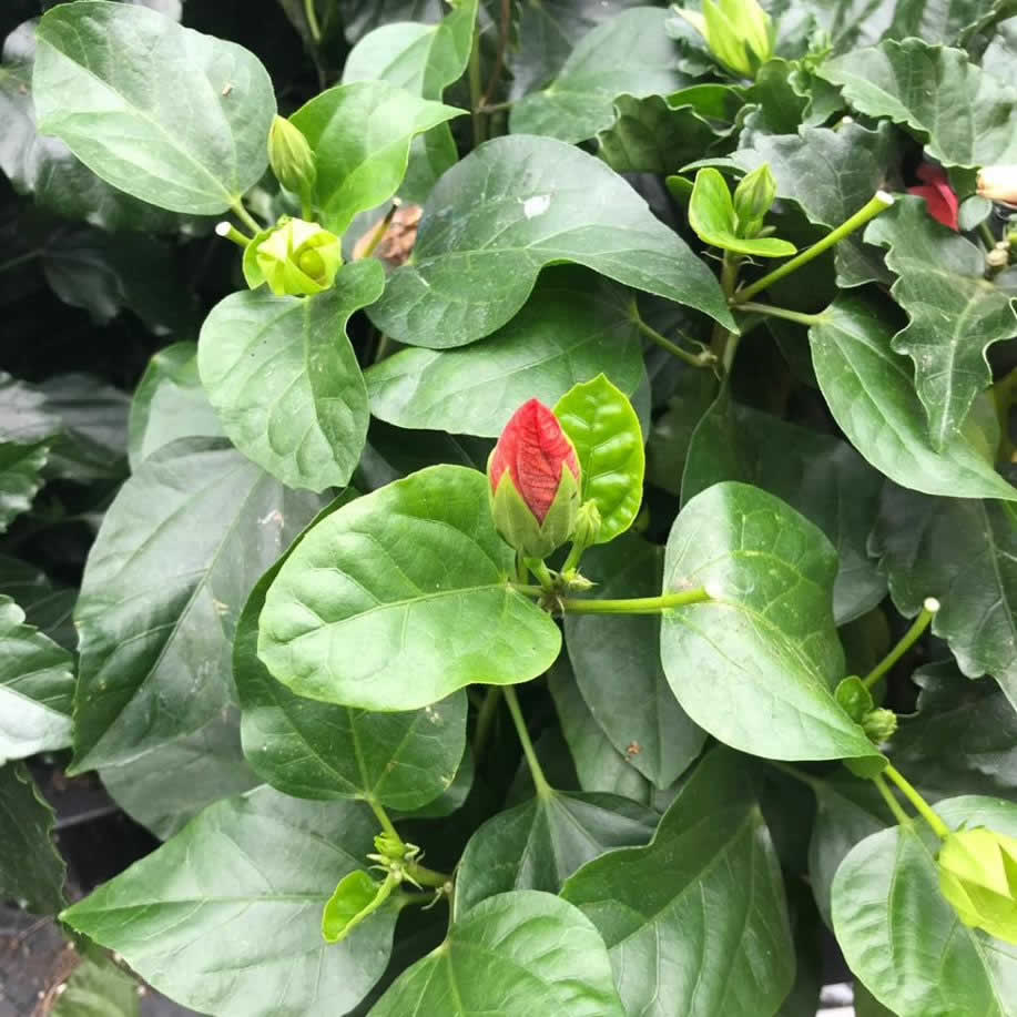 Chinese hibiscus (Hibiscus rosa-sinensis)