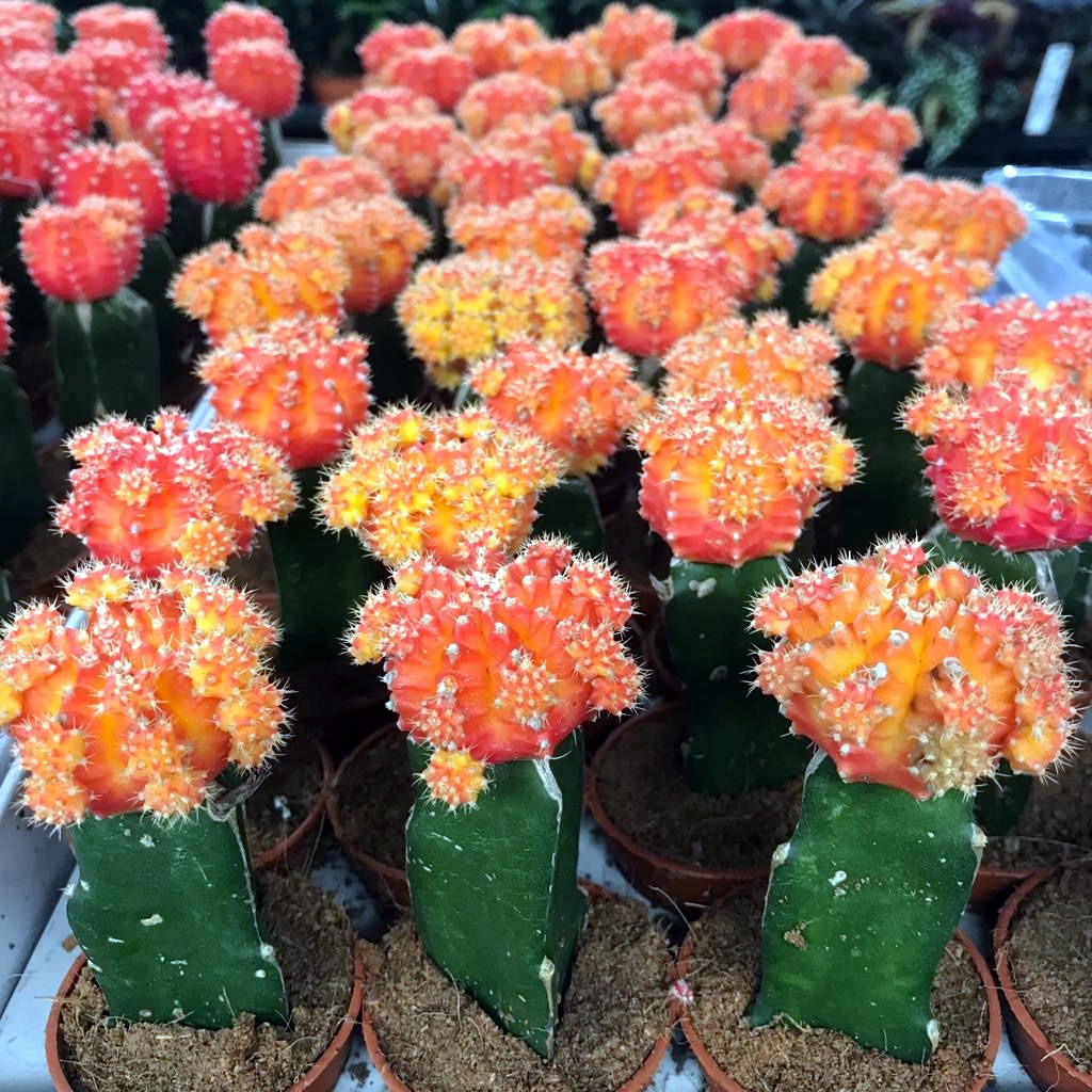 Red Moon Cactus (Gymnocalycium mihanovichii)