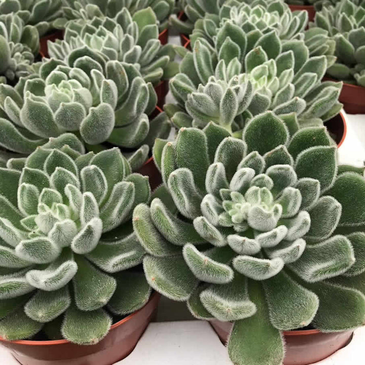 Mexican Fire Cracker (Echeveria setosa)