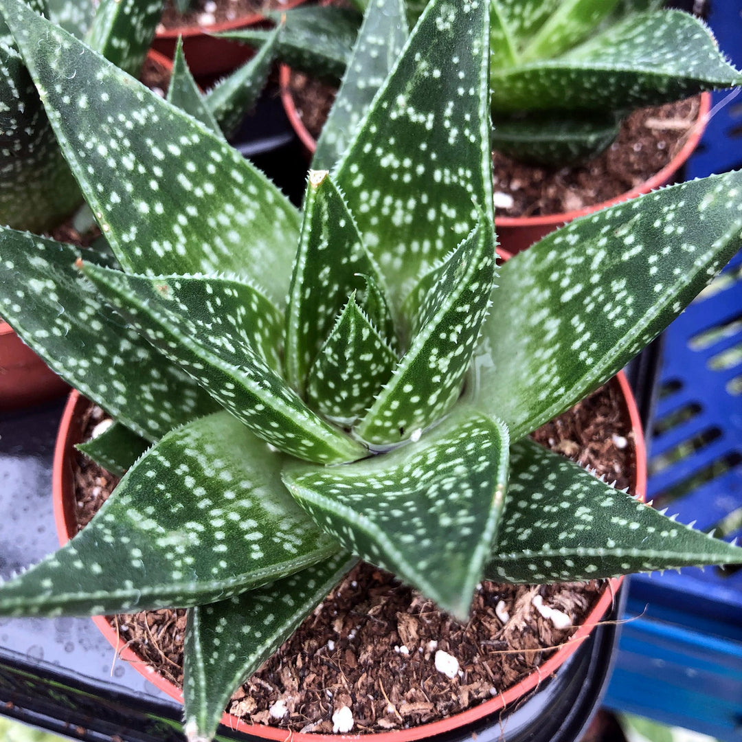 Zebra Haworthia (Haworthia attenuata 'Enon')