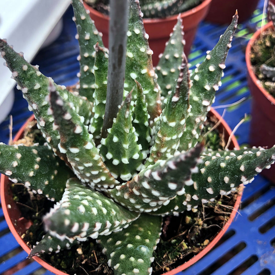 Pearl Plant (Haworthia margaritifera)