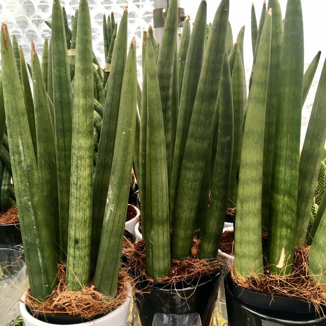 Snake Plant (Sansevieria mikado)