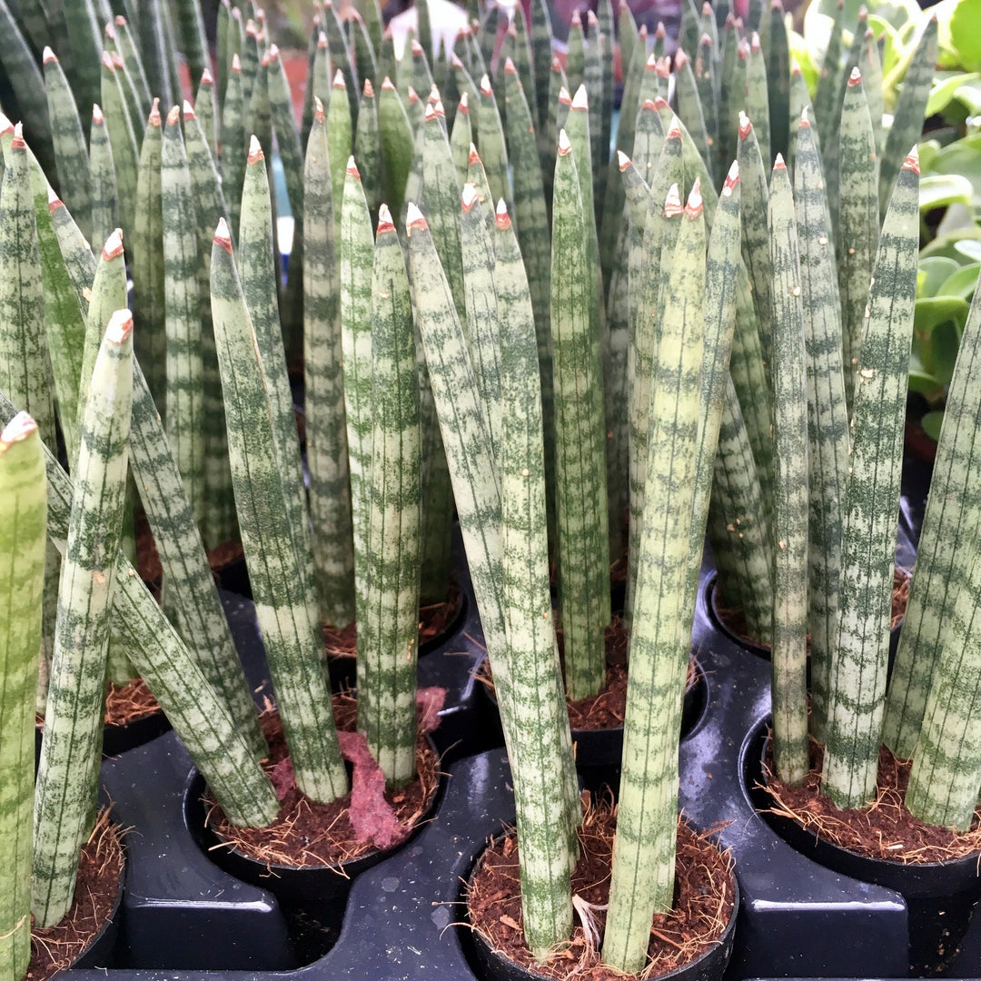 Snake Plant (Sansevieria mikado)