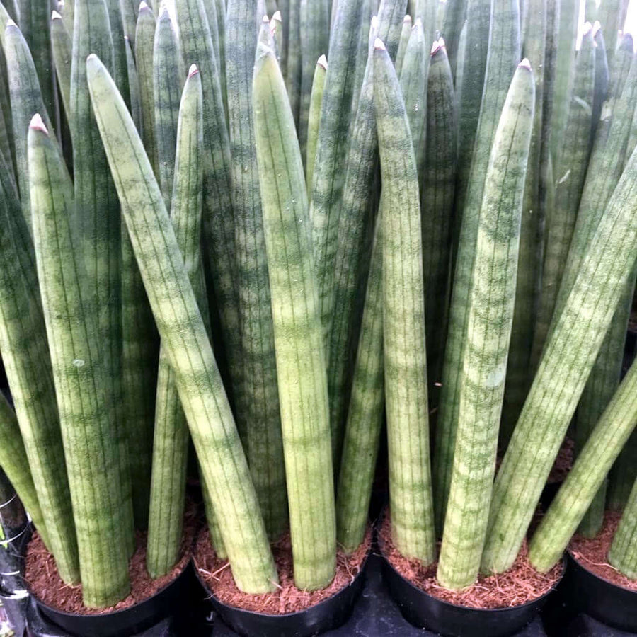 sansevieria cylindrica benefits Sansevieria cylindrica (African Spear)