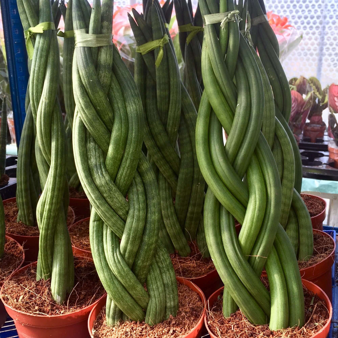 African Spear 'Braided' (Sansevieria cylindrica)