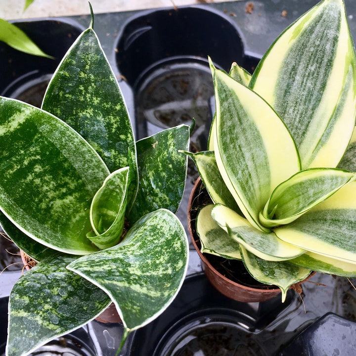 Mother-in-law's Tongue (Sansevieria trifasciata)