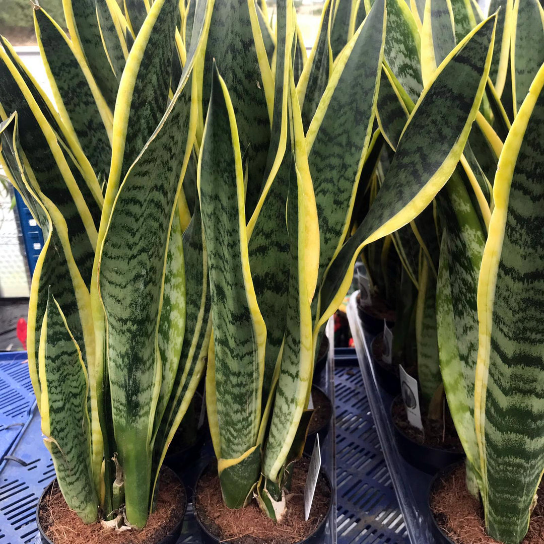 sansevieria trifasciata mother in law's tongue Sansevieria trifasciata (Mother-in-law's Tongue)