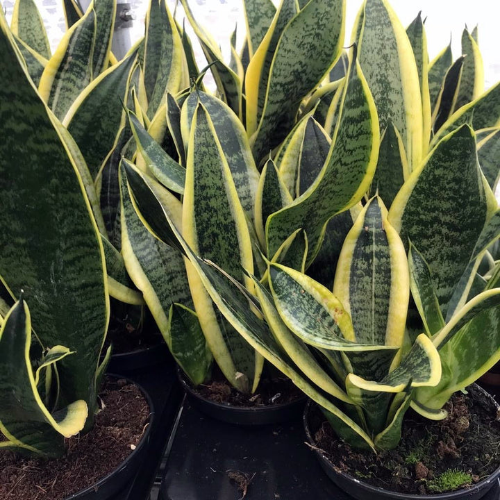 Mother-in-law's Tongue (Sansevieria trifasciata)