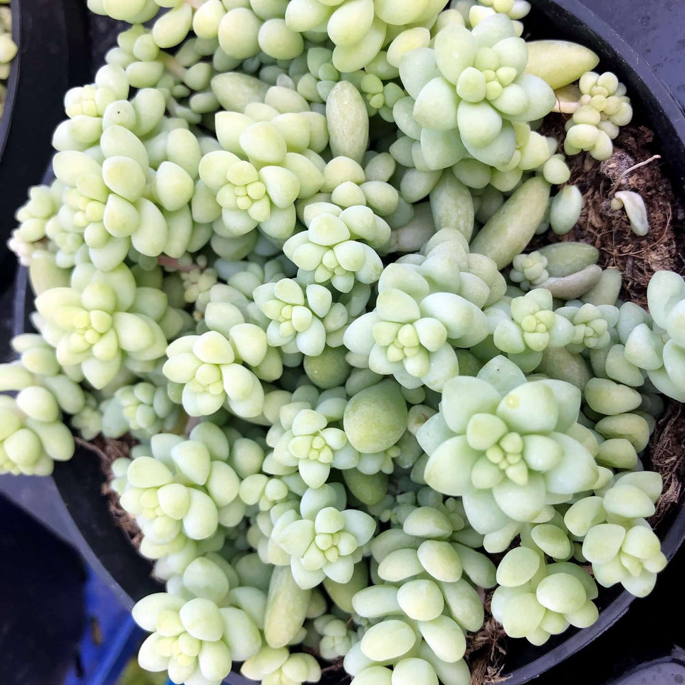 Burro's Tail Cactus (Sedum morganianum 'Burrito')
