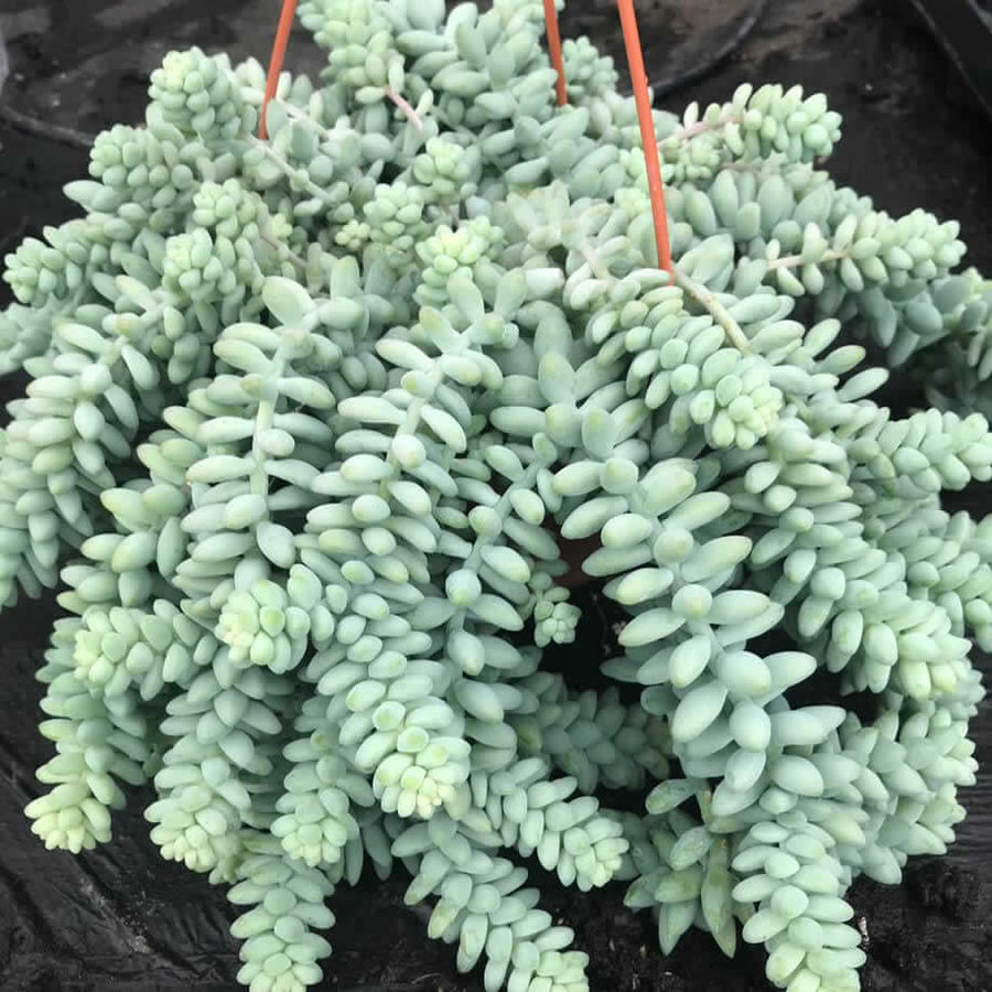 dragon's tail succulent Sedum morganianum (Burro's Tail)