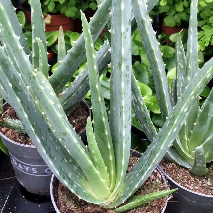 Buy Aloe vera (Barbados Aloe) online UK