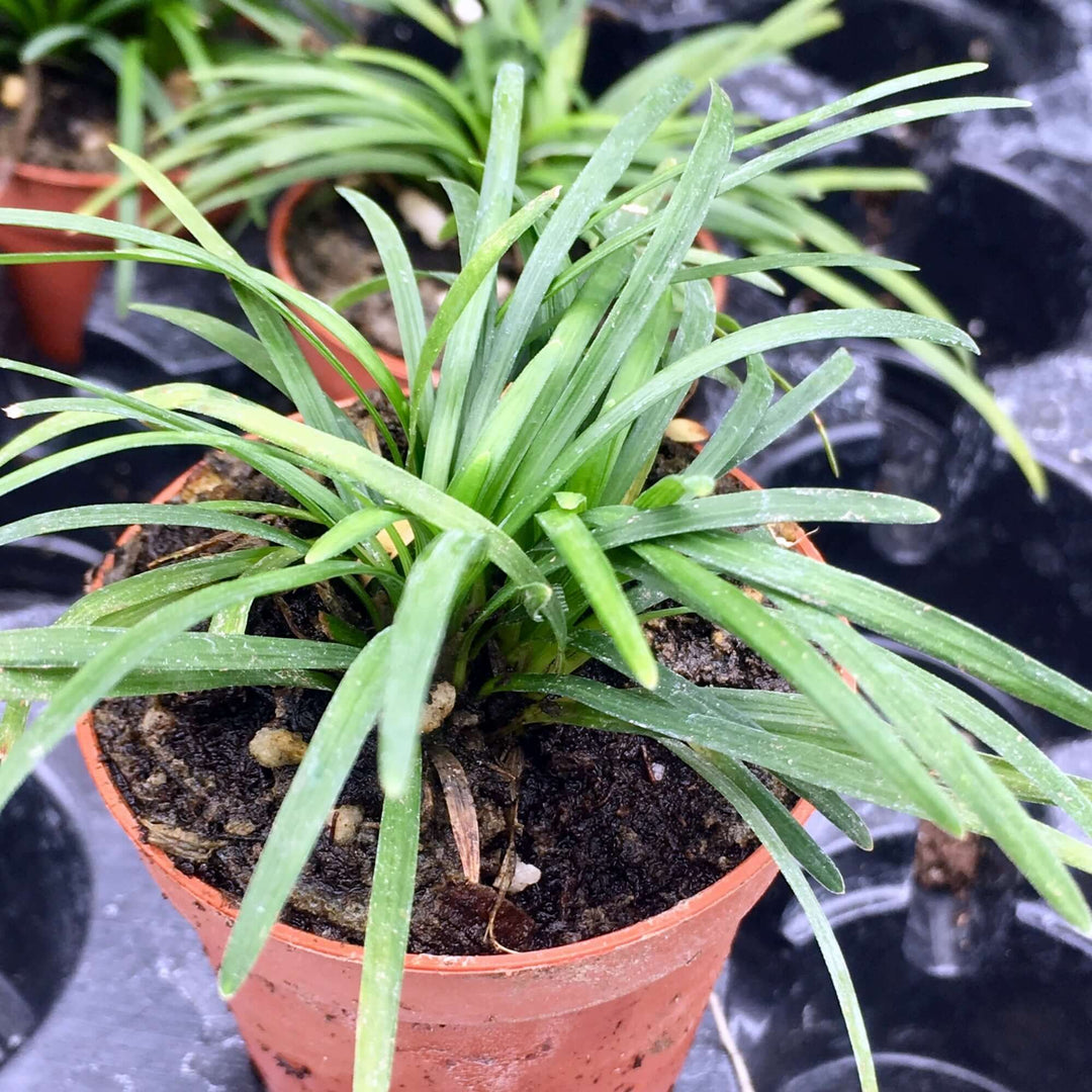 Black Mondo Grass (Ophiopogon planiscapus)