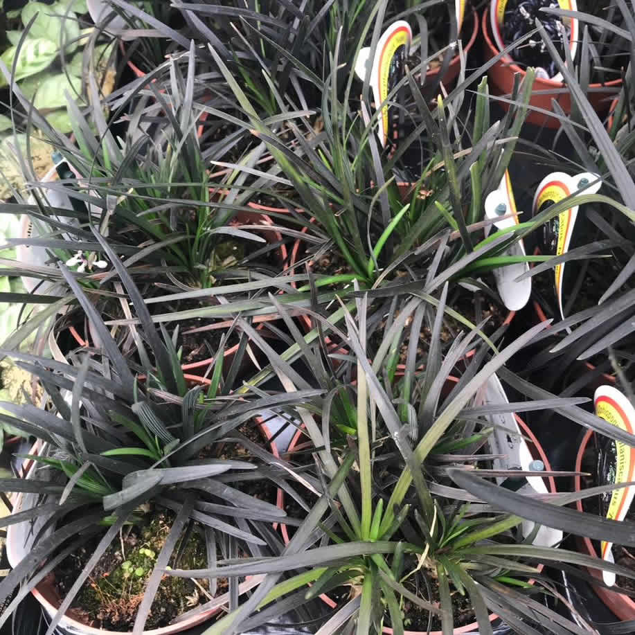Black Mondo Grass (Ophiopogon planiscapus)