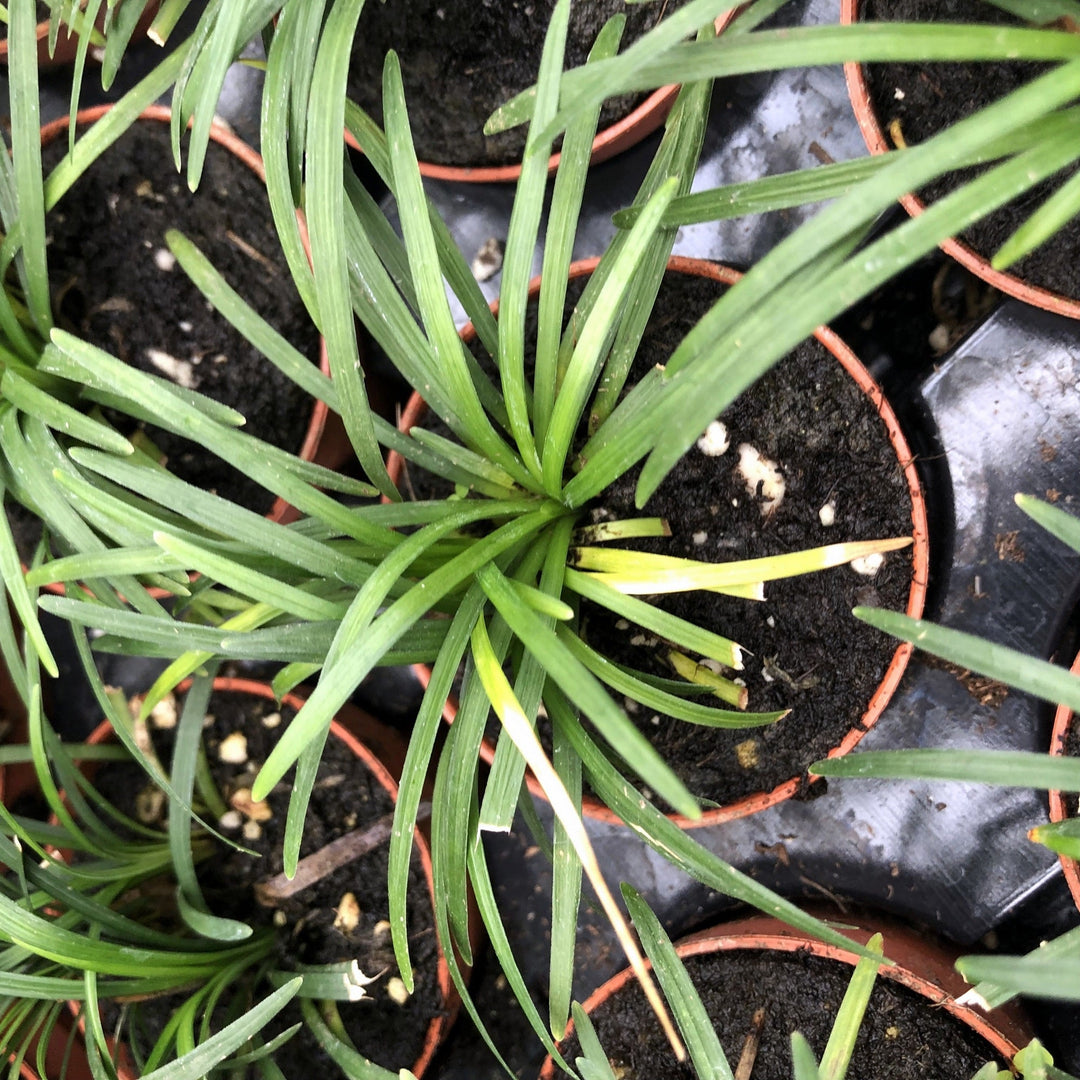 Mondo Grass (Ophiopogon japonicus)